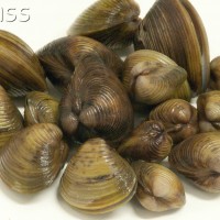 Asian Clam